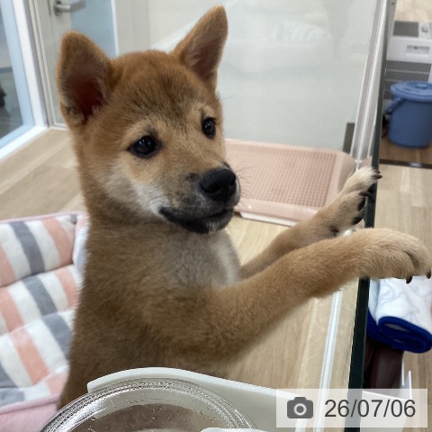 愛媛県の柴犬(標準サイズ) (ペットプラス 新居浜店/2026年4月3日生まれ/男の子/赤)の子犬の4枚目の画像