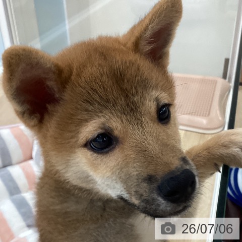 愛媛県の柴犬(標準サイズ) (ペットプラス 新居浜店/2026年4月3日生まれ/男の子/赤)の子犬の3枚目の画像