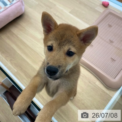柴の写真