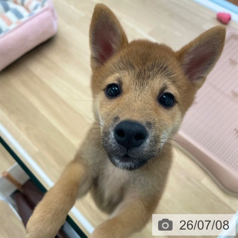 柴の写真