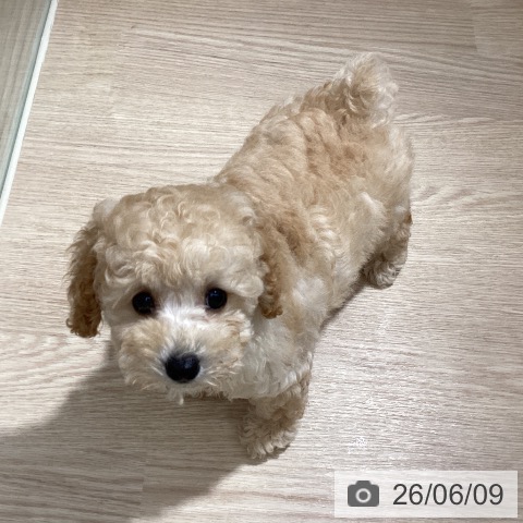 徳島県のトイプードル(トイ) (ペットプラス 徳島店/2026年4月1日生まれ/女の子/クリーム)の子犬の4枚目の画像