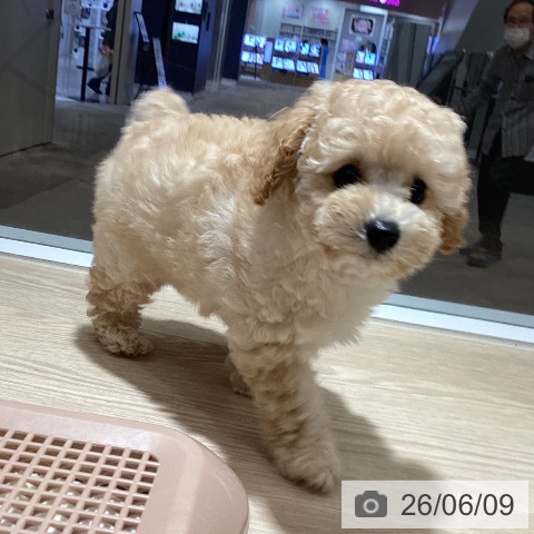 徳島県のトイプードル(トイ) (ペットプラス 徳島店/2026年4月1日生まれ/女の子/クリーム)の子犬の3枚目の画像