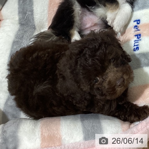 鳥取県のトイプードル(トイ) (ペッツワン 日吉津店/2026年3月31日生まれ/男の子/ブラウン)の子犬の4枚目の画像