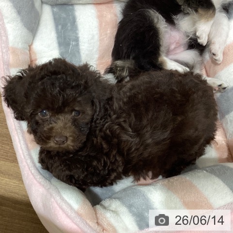 鳥取県のトイプードル(トイ) (ペッツワン 日吉津店/2026年3月31日生まれ/男の子/ブラウン)の子犬の3枚目の画像
