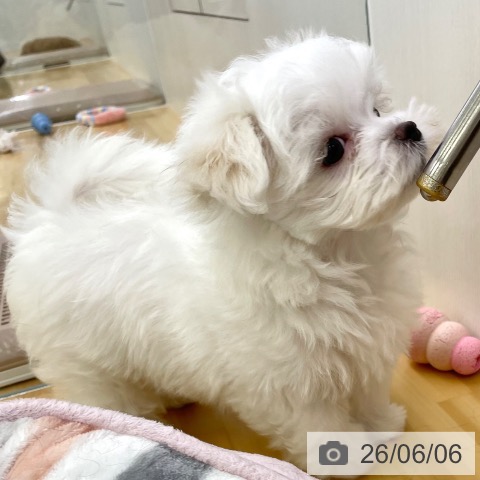 香川県のマルチーズ (ペットプラス 高松店/2026年3月31日生まれ/男の子/ホワイト)の子犬の4枚目の画像