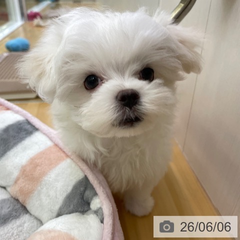 香川県のマルチーズ (ペットプラス 高松店/2026年3月31日生まれ/男の子/ホワイト)の子犬の3枚目の画像