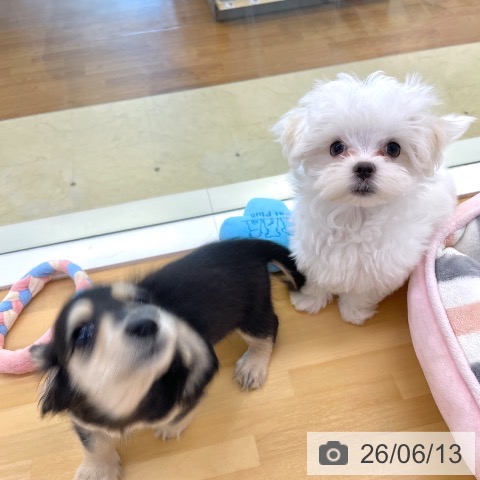 香川県のマルチーズ (ペットプラス 高松店/2026年3月31日生まれ/男の子/ホワイト)の子犬の3枚目の画像