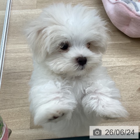 愛媛県のマルチーズ (ペットプラス 新居浜店/2026年4月2日生まれ/男の子/ホワイト)の子犬の4枚目の画像