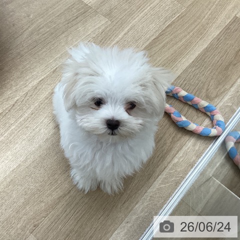 愛媛県のマルチーズ (ペットプラス 新居浜店/2026年4月2日生まれ/男の子/ホワイト)の子犬の3枚目の画像
