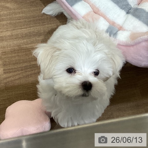 鳥取県のマルチーズ (ペッツワン 日吉津店/2026年4月2日生まれ/男の子/ホワイト)の子犬の4枚目の画像