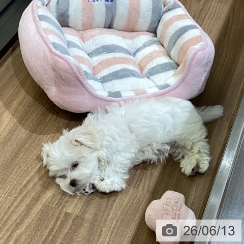鳥取県のマルチーズ (ペッツワン 日吉津店/2026年4月2日生まれ/男の子/ホワイト)の子犬の3枚目の画像