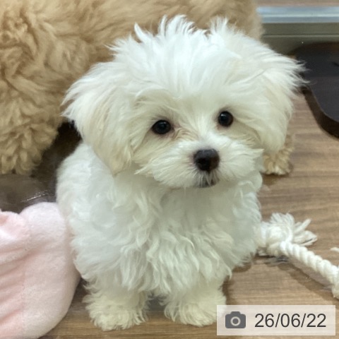 鳥取県のマルチーズ (ペッツワン 日吉津店/2026年4月2日生まれ/男の子/ホワイト)の子犬の3枚目の画像