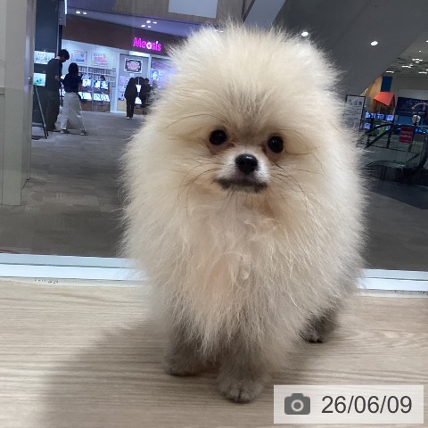 ポメラニアンの写真