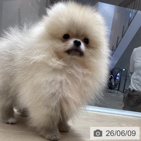 ポメラニアンの写真