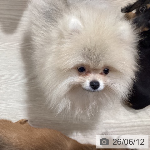 徳島県のポメラニアン (ペットプラス 徳島店/2026年3月15日生まれ/男の子/ウルフセーブル)の子犬の3枚目の画像