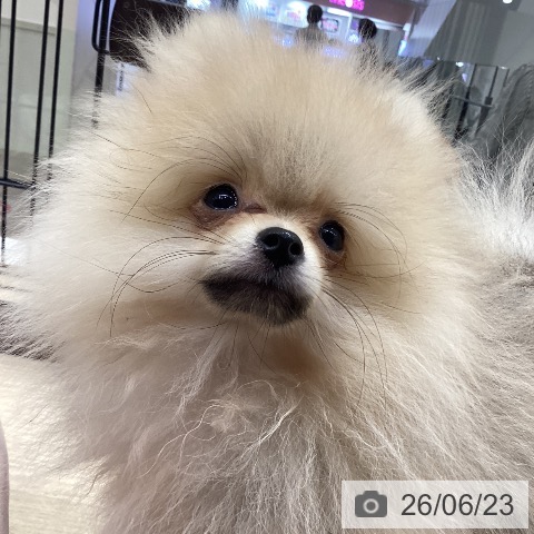 徳島県のポメラニアン (ペットプラス 徳島店/2026年3月15日生まれ/男の子/ウルフセーブル)の子犬の3枚目の画像
