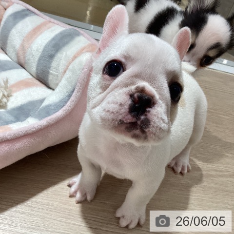 フレンチ・ブルドッグの写真