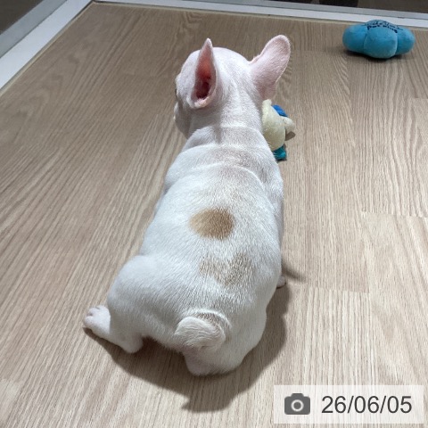 フレンチ・ブルドッグの写真