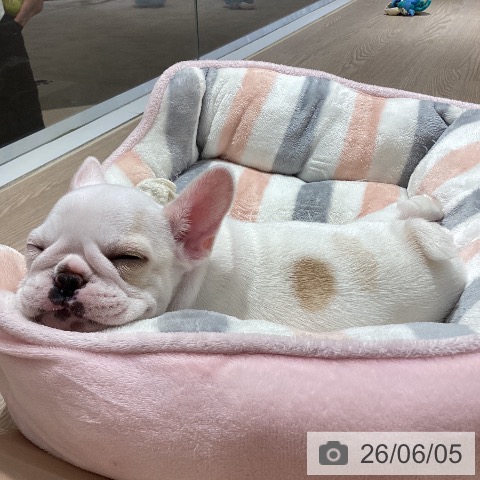フレンチ・ブルドッグの写真