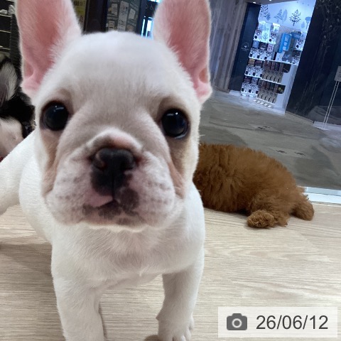 徳島県のフレンチブルドッグ (ペットプラス 徳島店/2026年4月3日生まれ/女の子/クリーム)の子犬の3枚目の画像