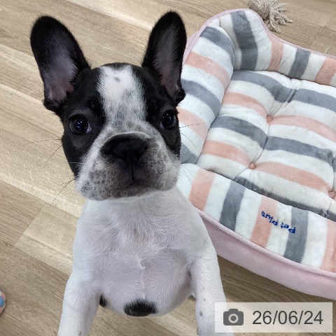 愛媛県のフレンチブルドッグ (ペットプラス 新居浜店/2026年4月4日生まれ/女の子/パイド)の子犬の4枚目の画像