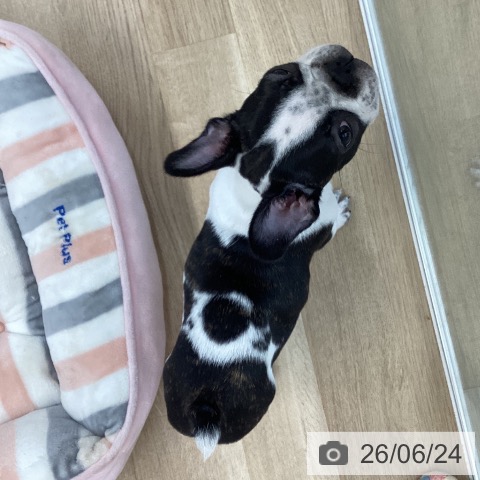 愛媛県のフレンチブルドッグ (ペットプラス 新居浜店/2026年4月4日生まれ/女の子/パイド)の子犬の3枚目の画像