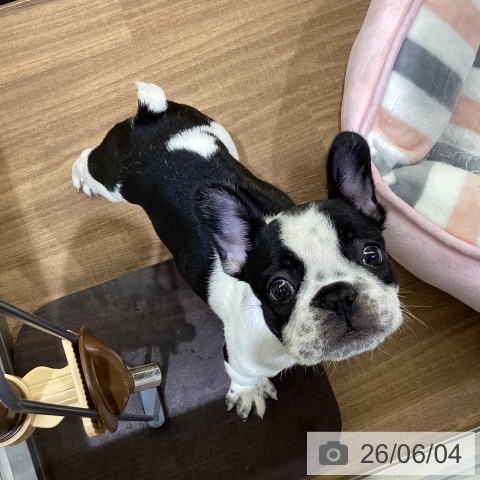 フレンチ・ブルドッグの写真