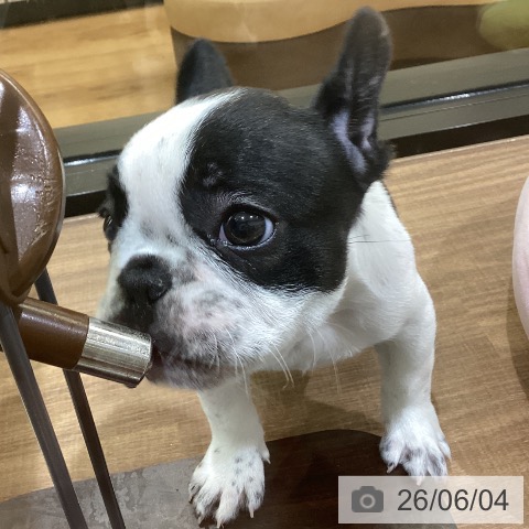 フレンチ・ブルドッグの写真
