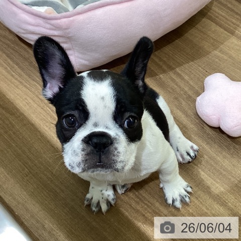 フレンチ・ブルドッグの写真