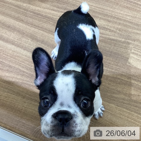 フレンチ・ブルドッグの写真