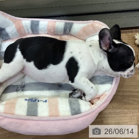 鳥取県のフレンチブルドッグ (ペッツワン 日吉津店/2026年4月4日生まれ/女の子/パイド)の子犬の3枚目の画像
