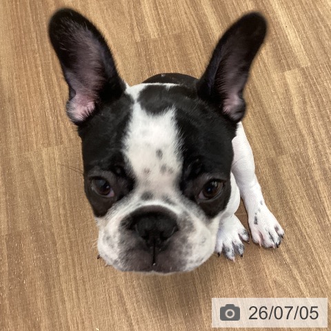 鳥取県のフレンチブルドッグ (ペッツワン 日吉津店/2026年4月4日生まれ/女の子/パイド)の子犬の4枚目の画像