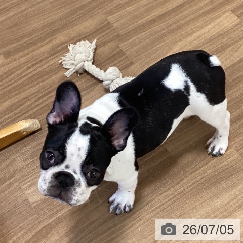 鳥取県のフレンチブルドッグ (ペッツワン 日吉津店/2026年4月4日生まれ/女の子/パイド)の子犬の3枚目の画像