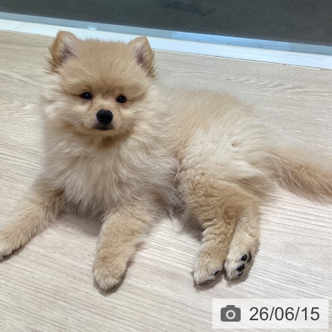 岡山県のポメラニアン (ペットプラス 岡山店/2026年4月3日生まれ/女の子/クリーム)の子犬の4枚目の画像
