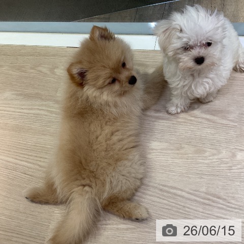 岡山県のポメラニアン (ペットプラス 岡山店/2026年4月3日生まれ/女の子/クリーム)の子犬の3枚目の画像