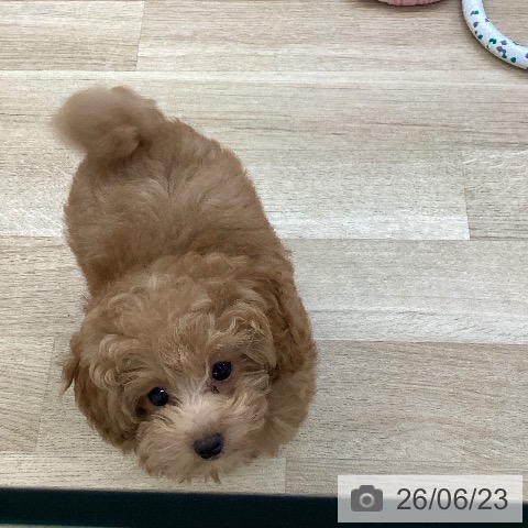 愛媛県のトイプードル(トイ) (ペットプラス 新居浜店/2026年4月3日生まれ/女の子/アプリコット)の子犬の4枚目の画像
