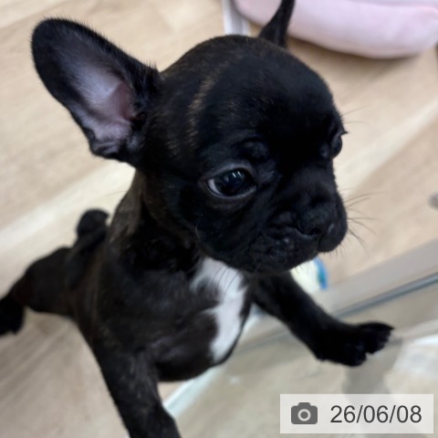 フレンチ・ブルドッグの写真