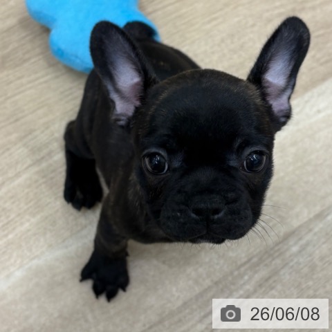 フレンチ・ブルドッグの写真
