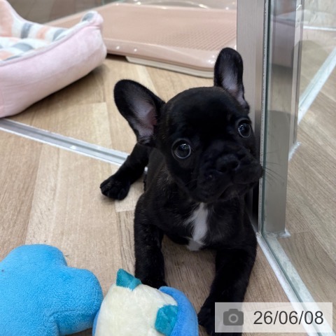フレンチ・ブルドッグの写真