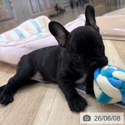 フレンチ・ブルドッグの写真