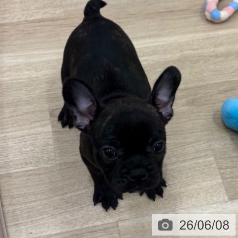 フレンチ・ブルドッグの写真