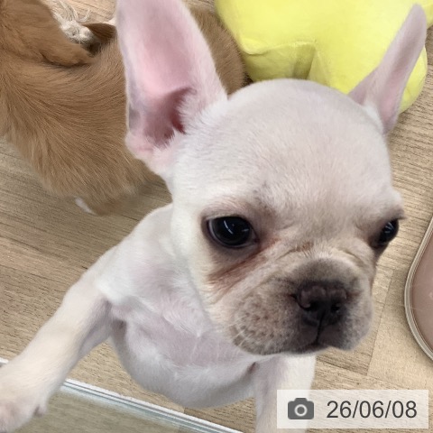 フレンチ・ブルドッグの写真