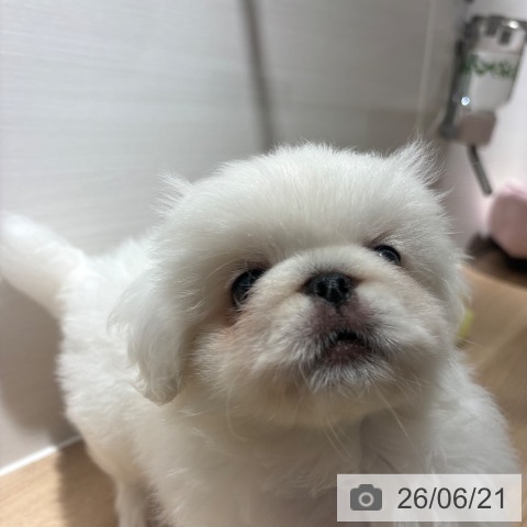 兵庫県のペキニーズ (ペットプラス 神戸三宮店/2026年4月8日生まれ/男の子/ホワイト)の子犬の4枚目の画像