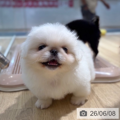 ペキニーズの写真