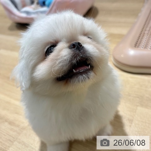 ペキニーズの写真