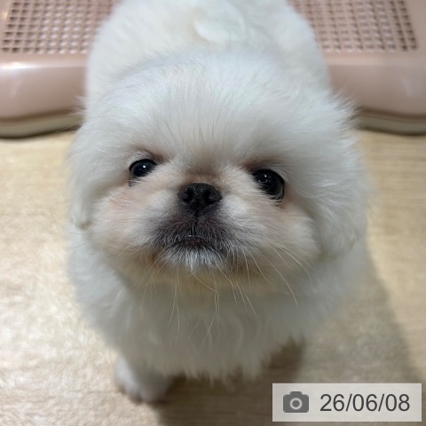 ペキニーズの写真