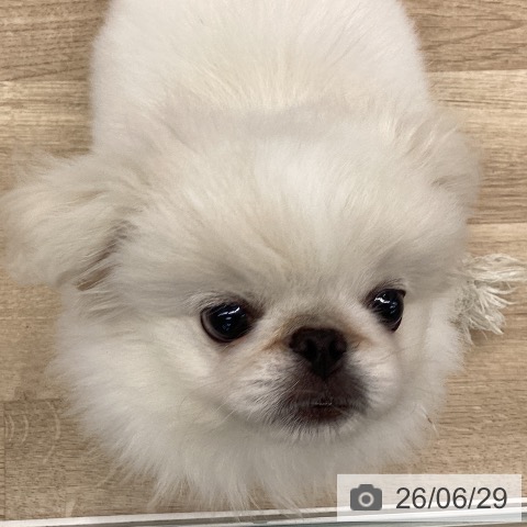 ペキニーズの写真