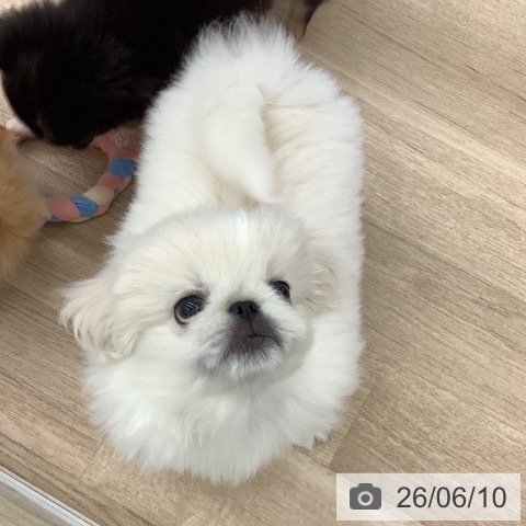 大阪府のペキニーズ (ペットプラス りんくう泉南店/2026年4月1日生まれ/男の子/クリーム)の子犬の4枚目の画像