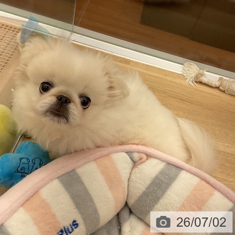 大阪府のペキニーズ (ペットプラス りんくう泉南店/2026年4月1日生まれ/男の子/クリーム)の子犬の4枚目の画像