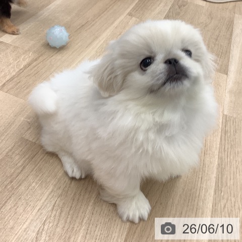 大阪府のペキニーズ (ペットプラス りんくう泉南店/2026年4月1日生まれ/男の子/クリーム)の子犬の3枚目の画像